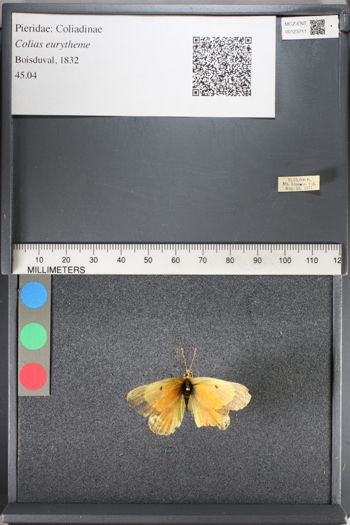Media type: image;   Entomology 123711
